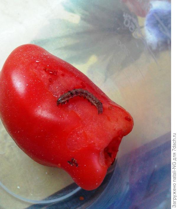 Гусеница лугового мотылька объедает помидорку.