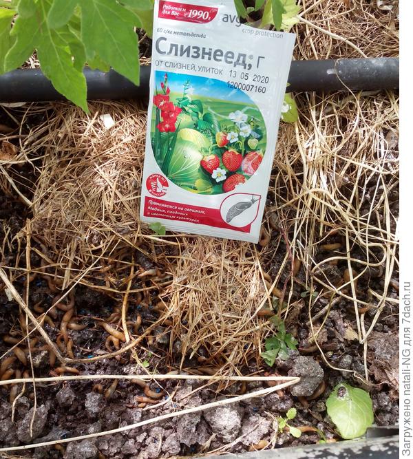 Слизни гибнут от препарата "Слизнеед".