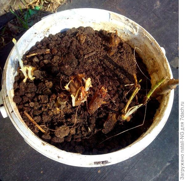 Посадила герань в ведерко, в нем и зимовала в погребе. Фото - герань после зимовки, апрель