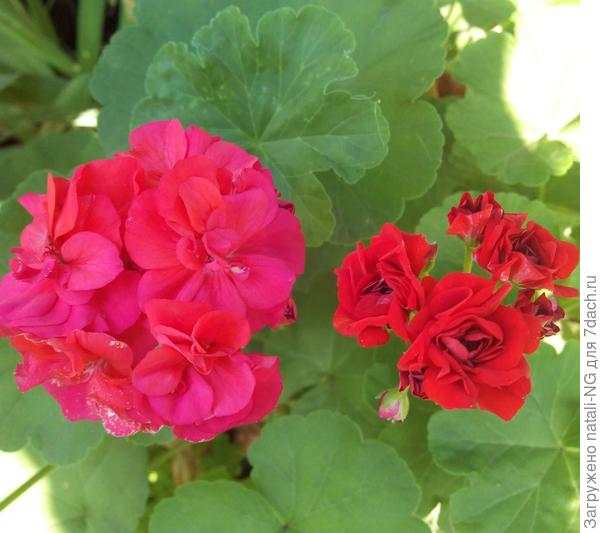 Герани красные