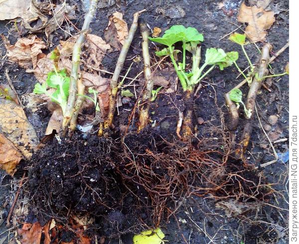 Герань выкопана, подготовлена к посадке в ведерко. 26  октября