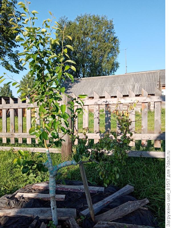 Груша Лада + Чижовского