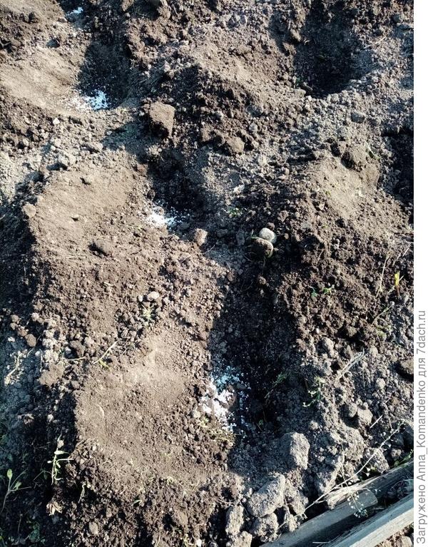 Грядка для томатов