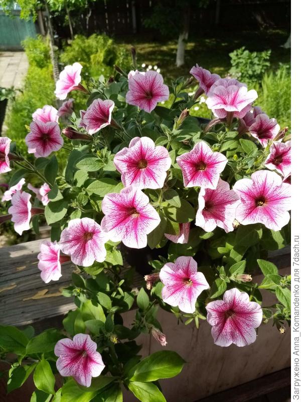 Петуния Малиновые жилки, Поиск