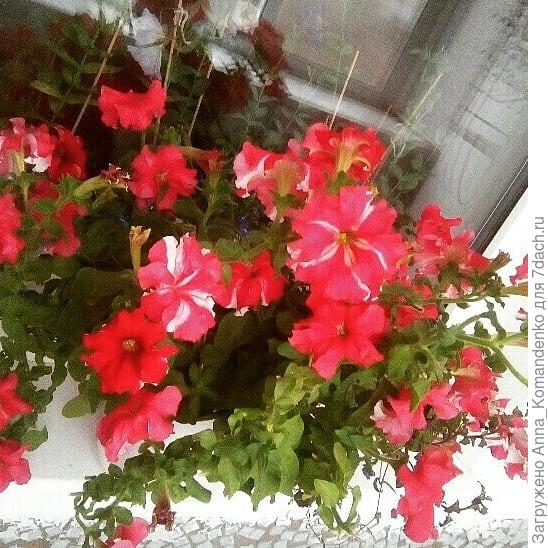 Петуния Марко Поло красно-белая, Аэлита