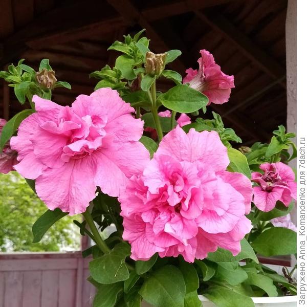 Петуния Русский размер,Русский огород