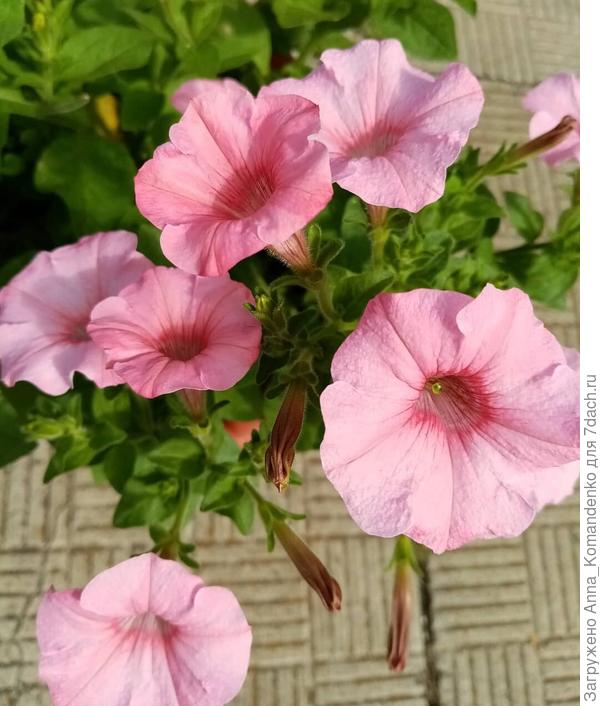 Петуния Жозефина, Партнер