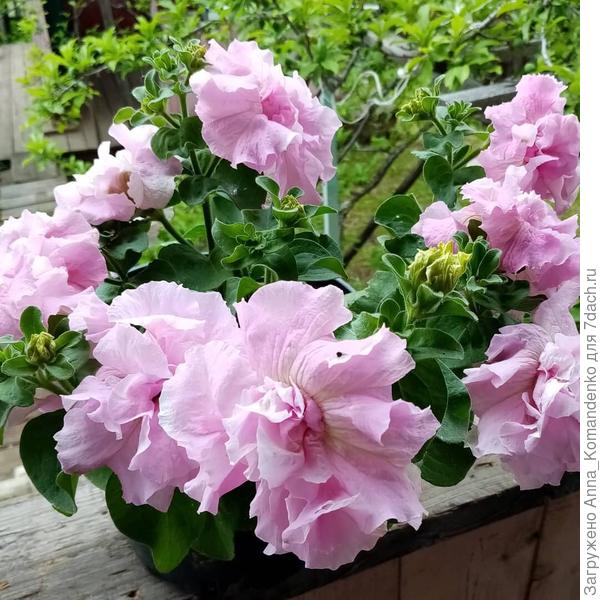 Петуния Орхид мист, Агрос