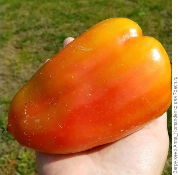 Гусар от ВНИИССОК- мясистый,вкусный.