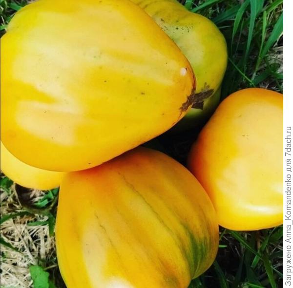 Медовый спас от Сибсад.