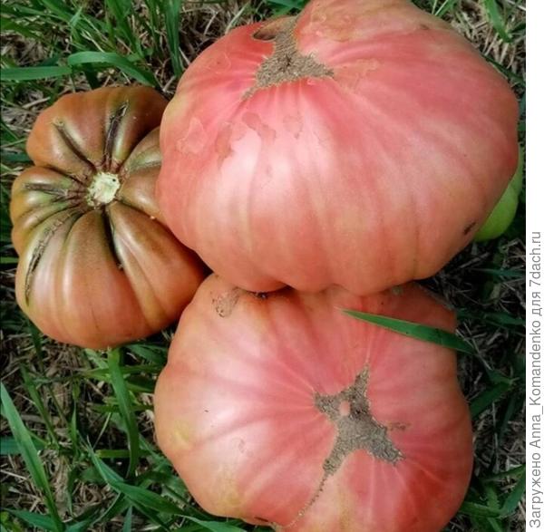 Толстосум от Аэлиты. Тяжеловес,почти все по 800 г.