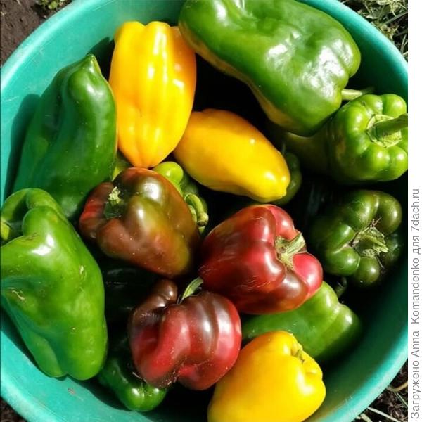 Красные-Восточный базар Сибсад, желтые Зазноба Сибсад,зеленые-мой любимец этого сезона Гороспел от Партнер и Аллар от Партнер