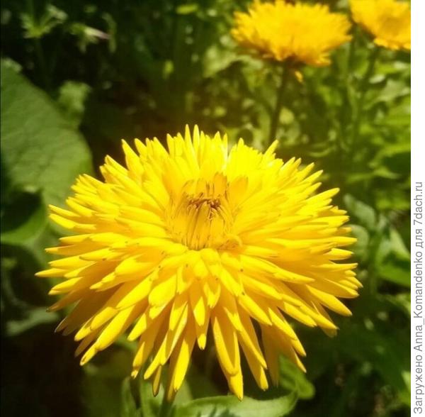 Календула Ириска от Поиск