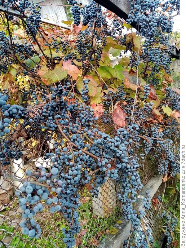 Хэллоуин виноград описание и фото