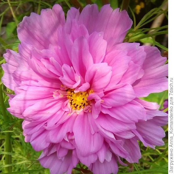 махровая космея