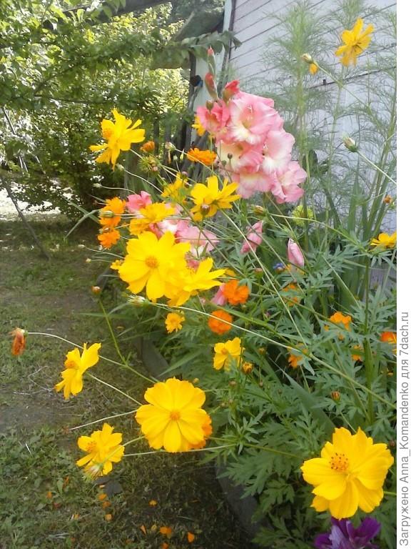 оранжевая космея