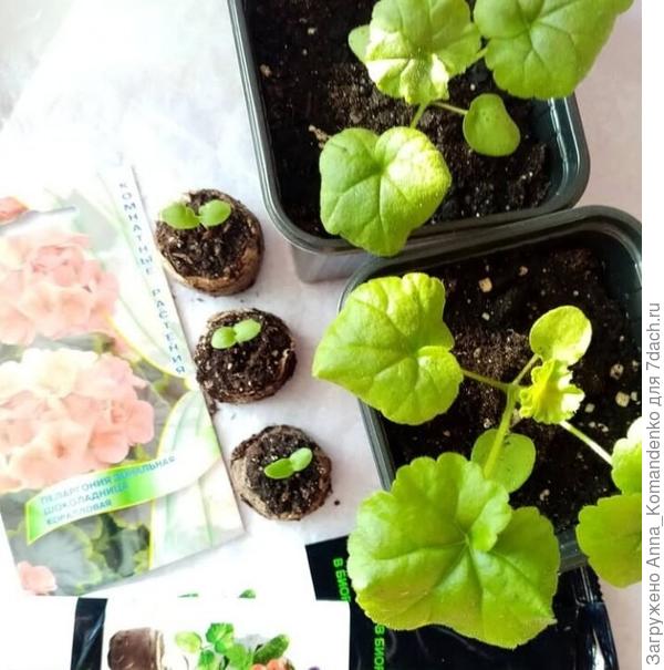 Шоколадница