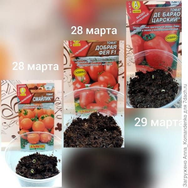 первые всходы