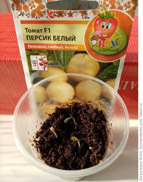 13 апреля-100 % всхожесть