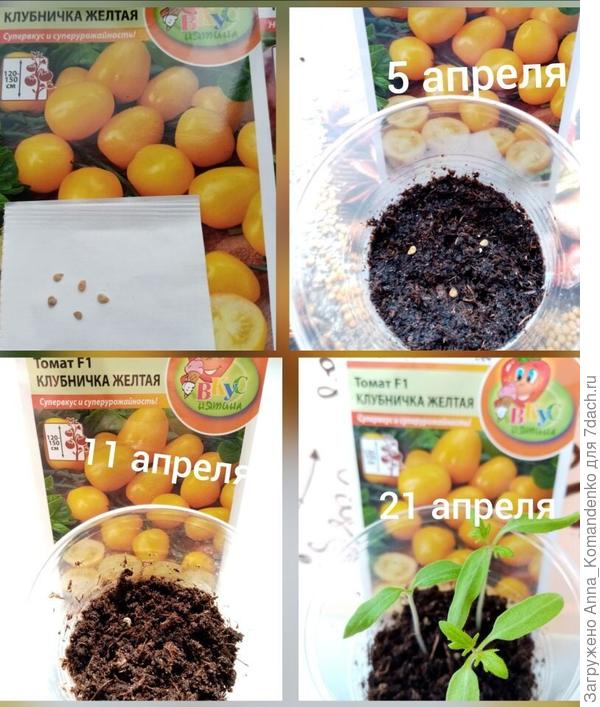 Клубничка желтая