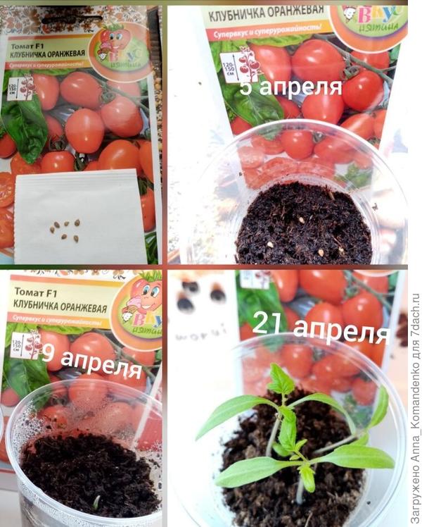 Клубничка оранжевая