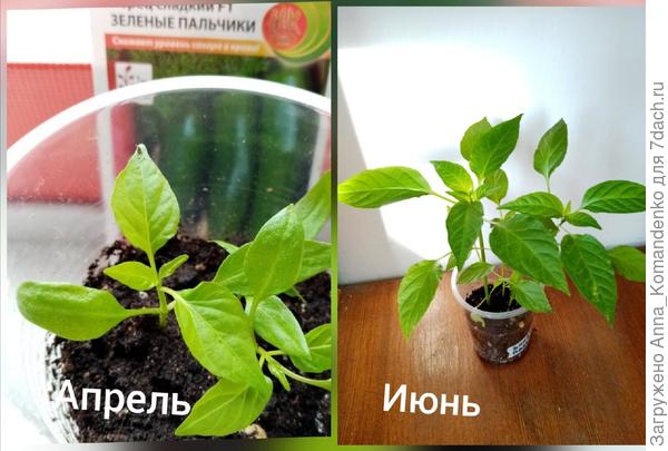 перец