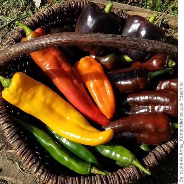 корзинка с урожаем