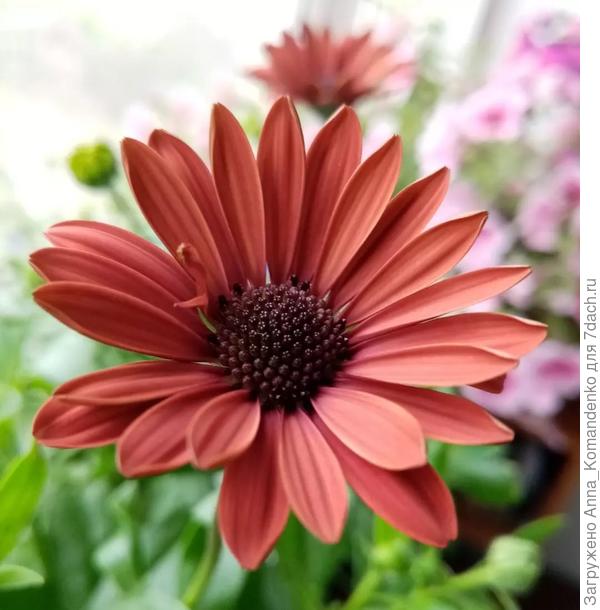 остеоспермум