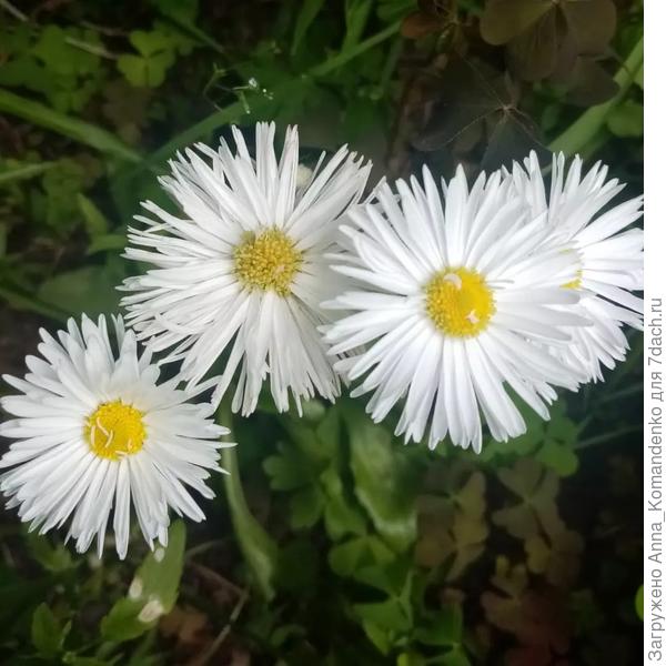 маргаритки