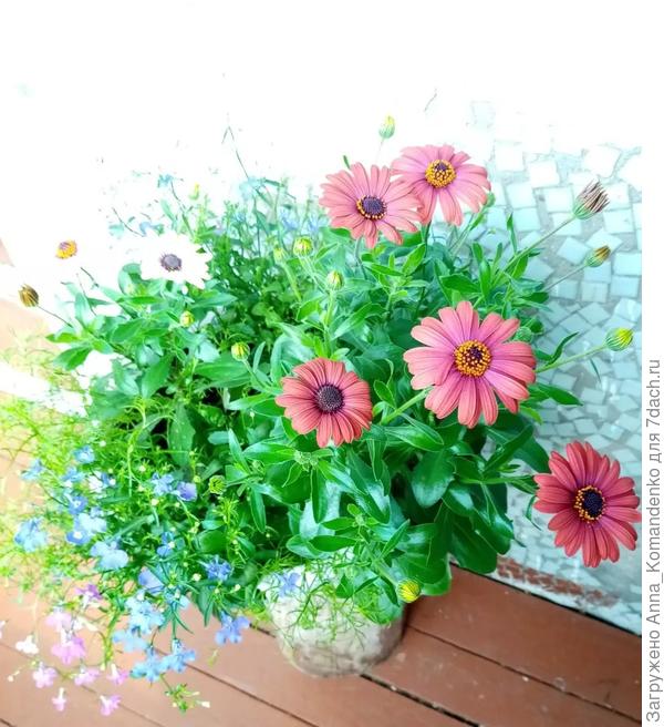 остеоспермум