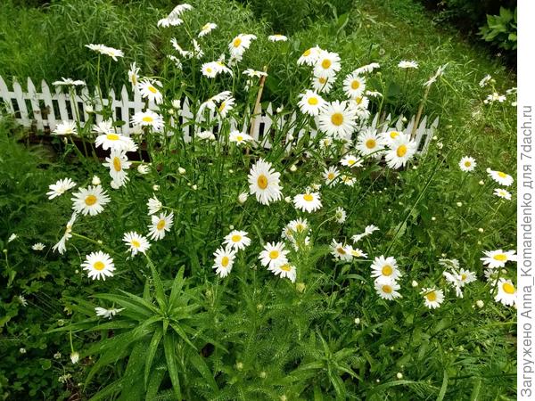 ромашки