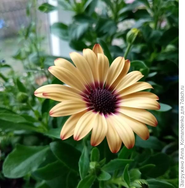 остеоспермум