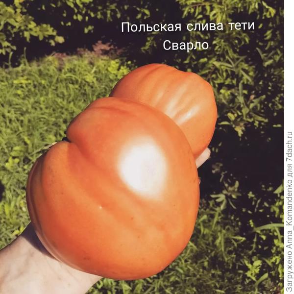Идеальная Польская слива т. Сварло