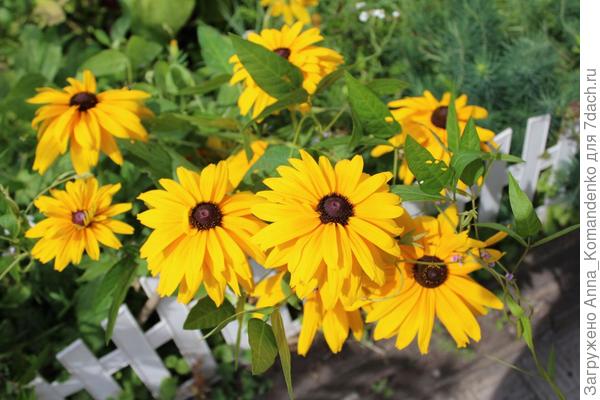 рудбекия