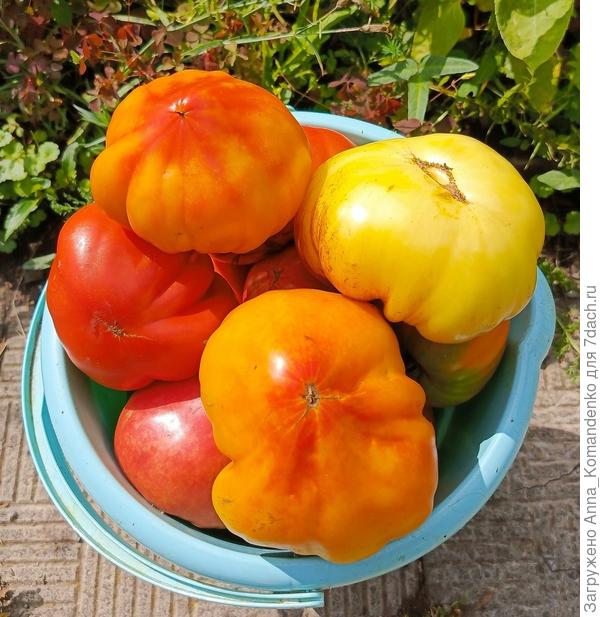 Красавцы. Верхние Заилийский Алатау биколор и Сарт Ролойз