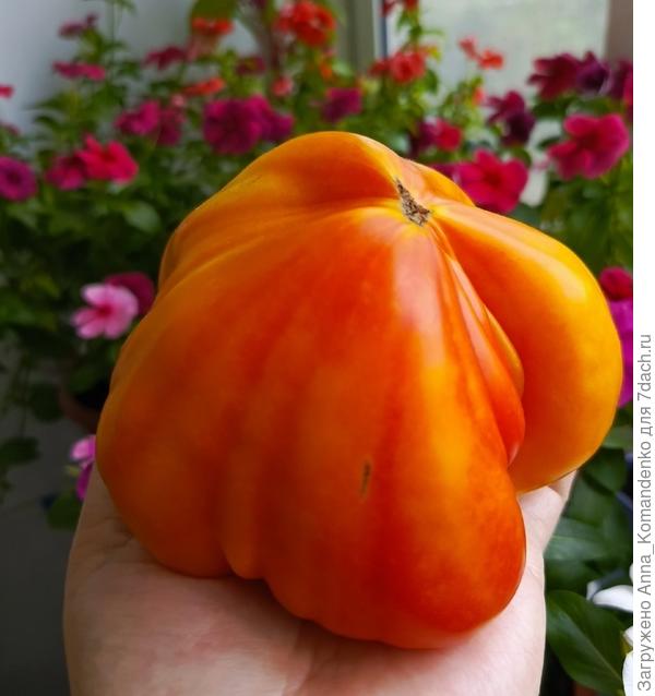 Заилийский Алатау биколор