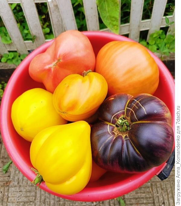 Желты красивые-Желтые гребешки,рядом Сарт Ролойз