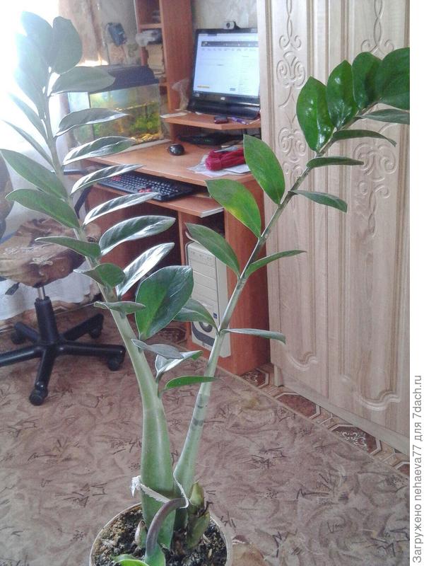 Замиокулькас Цветок Фото Комнатное Растение