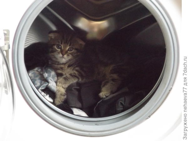 Ну очень большая стирка... Весь дом обыскали,пока нашли эту шалунью