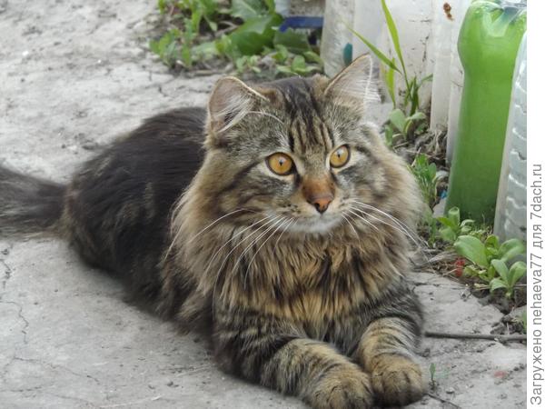 Девиз этого красавца: Всё под контролем... иди, хозяйка, на работу...