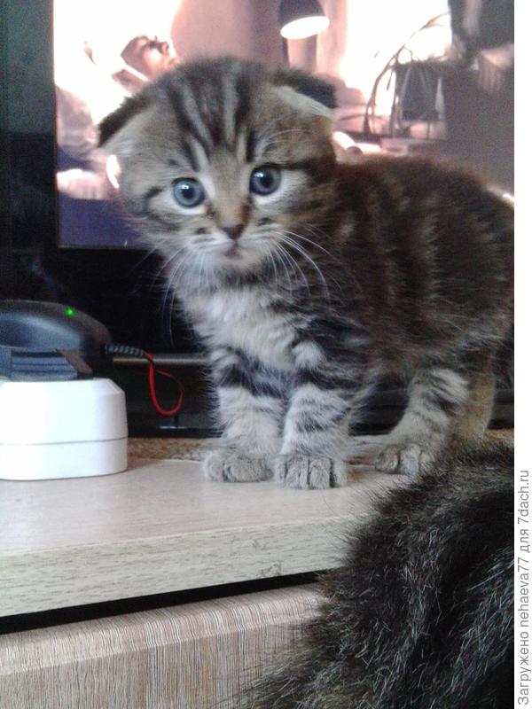 Сонечка-дочь Стёпы и Аси.Котёнок был на заказ.Это новые хозяева её назвали  Соней