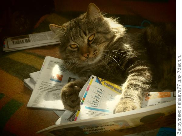 Так Стёпка выглядит сейчас.Отвлекли от чтения