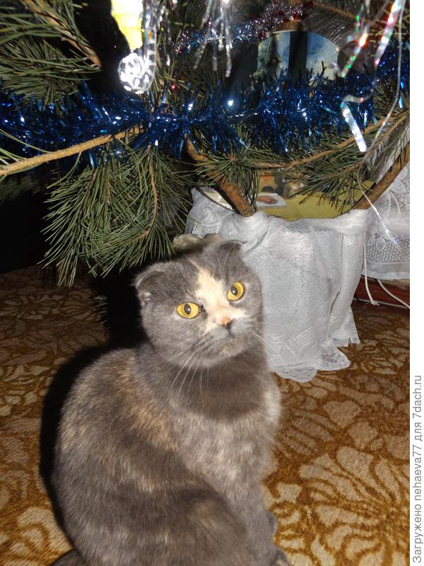 КотоМодель Ася