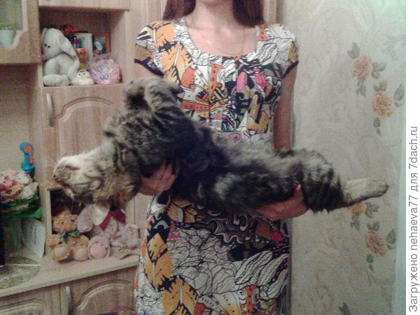 Я сражён, наповал сражён твоей красотой...