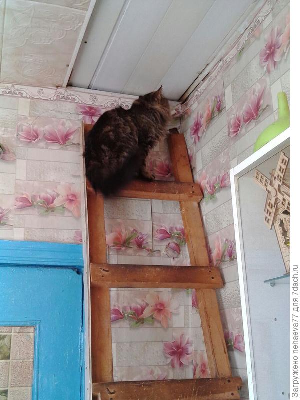 Не пускаешь на улицу, пусти хоть на чердак... раз балкона у тебя всё равно нет..