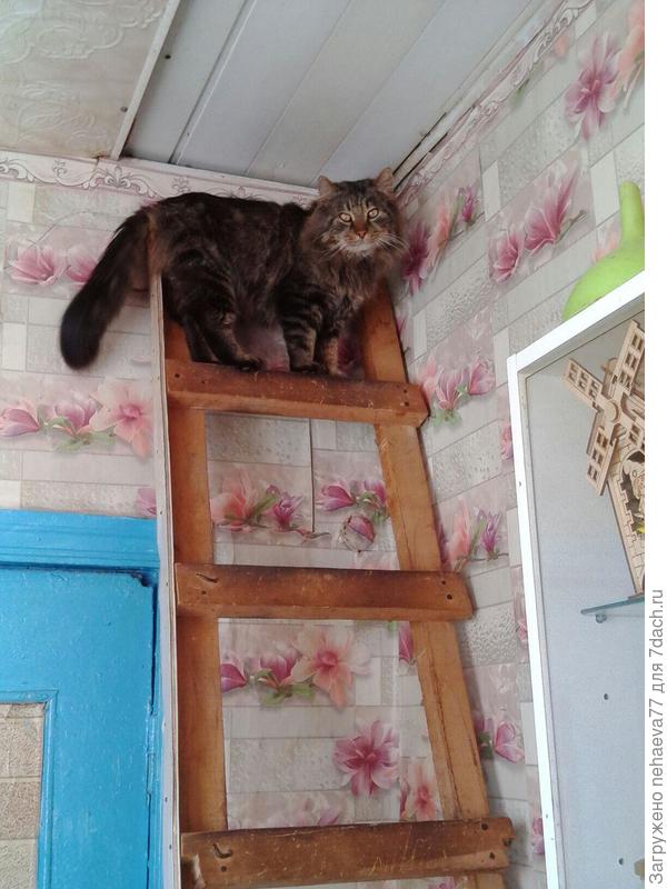 Это у тебя Карантин, а мне можно...Путин так и сказал"Стёпе можно Фсё"