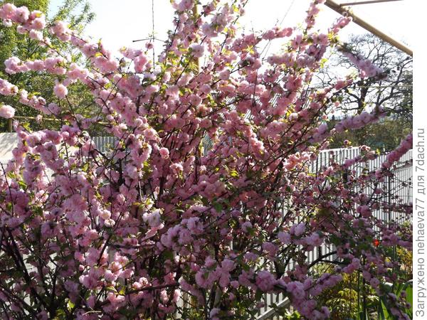 и растёт  кустарником