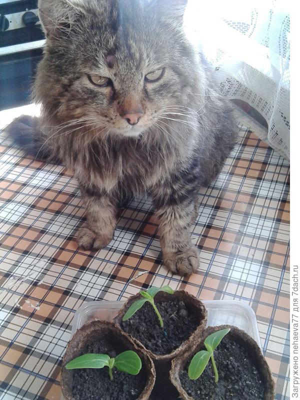 А я сдал зачёт ? Я тоже старался...