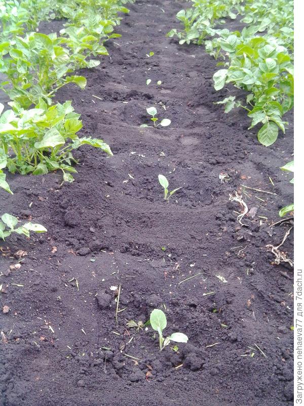 Махонькая ещё,но Капуста!