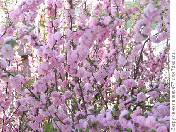 Сакура к весне готова! Радует глаз.